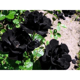 25 เมล็ด เมล็ดกุหลาบ สีดำ ดอกใหญ่ กุหลาบ  Rose seeds