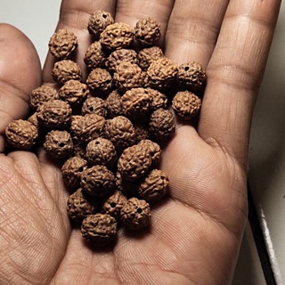 Rudraksha mukhi 4 หลุม 110 ชิ้น