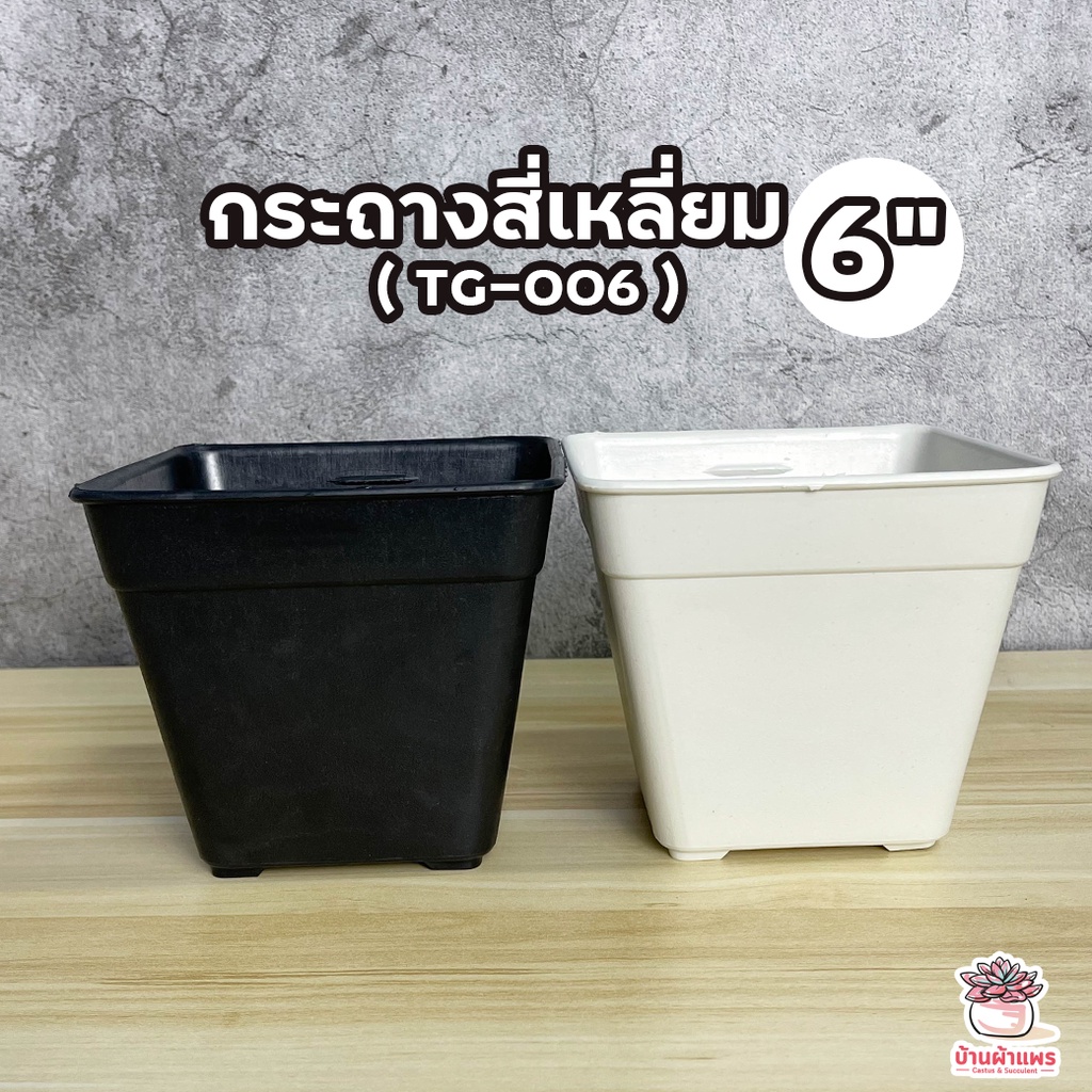 กระถางสี่เหลี่ยม 6 นิ้ว ( TG-006 ) กระถางพลาสติก แคคตัส กระบองเพชร ไม้อวบน้ำ Cactus&Succulent