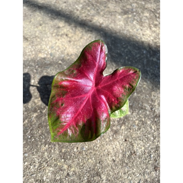 มุมมอง 2