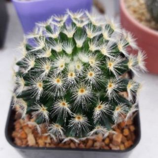 Cake Cactus Farm กระบองเพชร Mammillaria schiedeana แมมขนนกเหลือง ดอกขาว