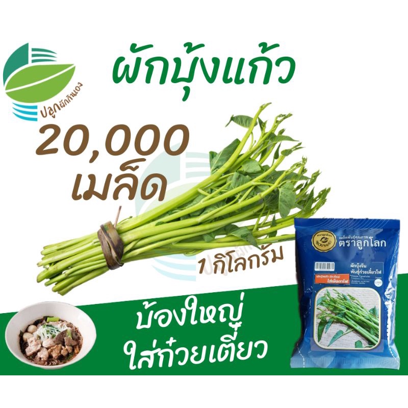 ผักบุ้งแก้ว (1 กิโลกรัม) 20,000 เมล็ด (Chinese​ Convolvulus)​ #ผักบุ้งก๋วยเตี๋ยว #ผักบุ้งเย็นตาโฟ ตราลูกโลก