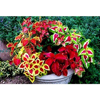50 เมล็ด เมล็ดพันธุ์ ฤาษีผสม Coleus Seeds