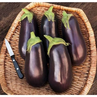 เมล็ดพันธุ์มะเขือม่วงอิตาเลียน ทราเวียต้า Traviata Italian Eggplant Seed เมล็ดพันธุ์แท้คุณภาพดี นำเข้าจากต่างประเทศ