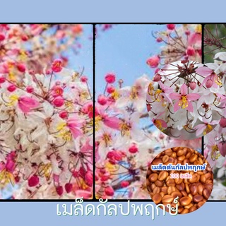 เมล็ดต้นกัลปพฤกษ์ 100 เมล็ด เมล็ดพันธุ์ที่สมบูรณ์ คัดเมล็ดแล้วอัตราการงอกสูง