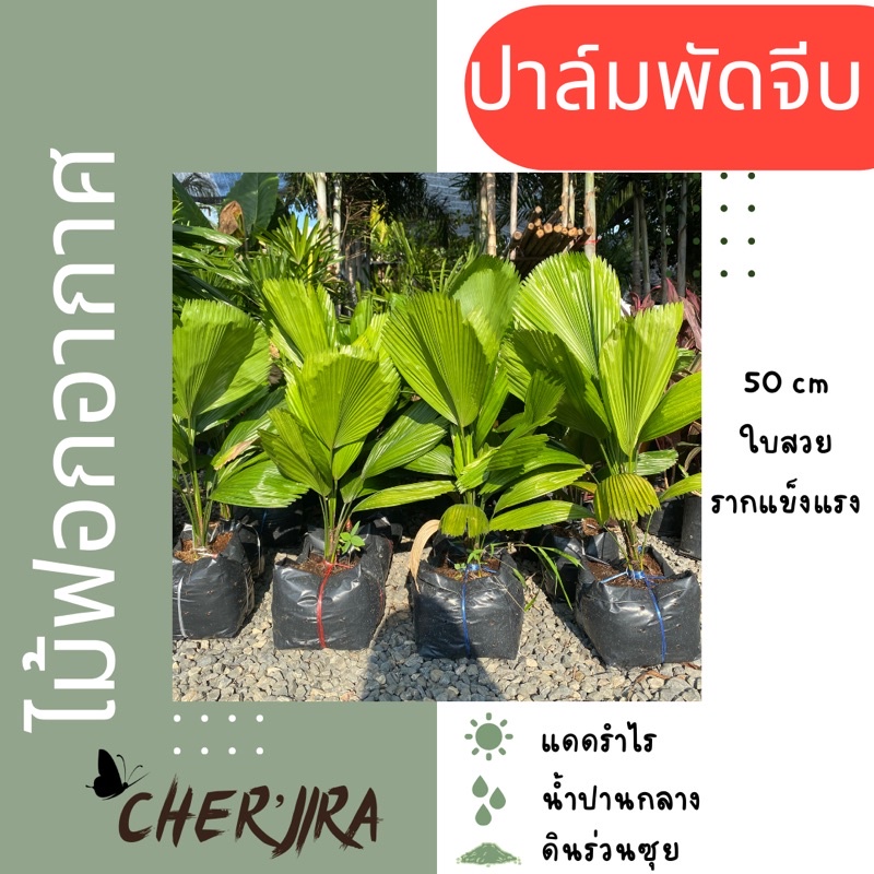 ต้นปาล์มพัดจีบ ไม้ฟอกอากาศ ส่งทั้งตุ้ม ขนาด 50 cm ทรงสวย ฟอร์มดี