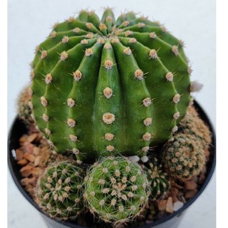 Cake Cactus Farm กระบองเพชร Echinopsis hybrid angle อิชินอปไฮบริดแองเจิล