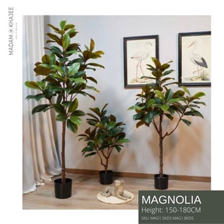 Magnolia Tree- Height 150-180 cm ต้นต้นแม็กโนเลีย ความสูง 150-180 ซม.ต้นไม้ปลอมเกรดพรีเมี่ยมเพื่อการตกแต่ง