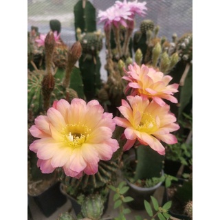 กระบองเพชร cactus หน่อเด็สดอิชินอปชิส Echinopsis Oropuntae bron ขนาด 2.2 - 3  ซม. ดอกสวยมาก