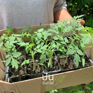 เมล็ดนำเข้า มะเขือเทศเชอรี่ สีดำ Black Cherry Tomato (Organic Seed) ลูกกลม ปันอินทรีย์