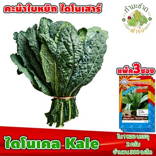 [แพ็ค 3 ซอง] 3A เมล็ดพันธุ์ ไดโนเคล Kale ประมาณ 300 เมล็ด /ซอง ตราสามเอ เมล็ดพันธุ์ผัก เมล็ดผัก เมล็ดพืช ผักสวนครัว