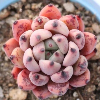 Echeveria Canape 50pcs.