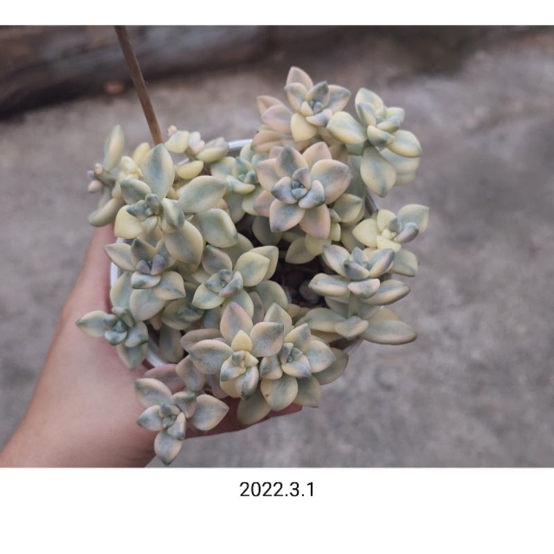 ไม้อวบน้ำ กุหลาบหิน Graptoveria Titubans variegated หลายหัว