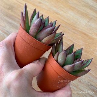 GPS Green Plant Society live succulent Echeveria Sensation ความรู้สึกหลายเนื้อ头饰/母婴/玫瑰/生菜/手链/上衣/香菜/木瓜/苹果/儿童/ IO0Z