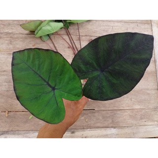 แบล็คเมจิก/บอนดำแบล็คเมจิก Colocasia Black Magic โคโลคาเซีย