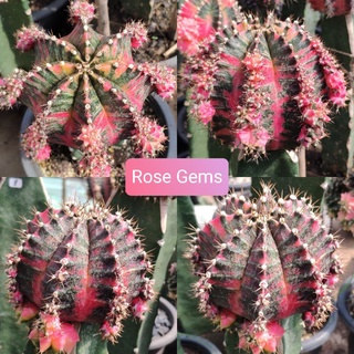 Rose Gems แคคตัส ยิมโนด่าง ไม้กราฟ โคลน โรสเจมส์