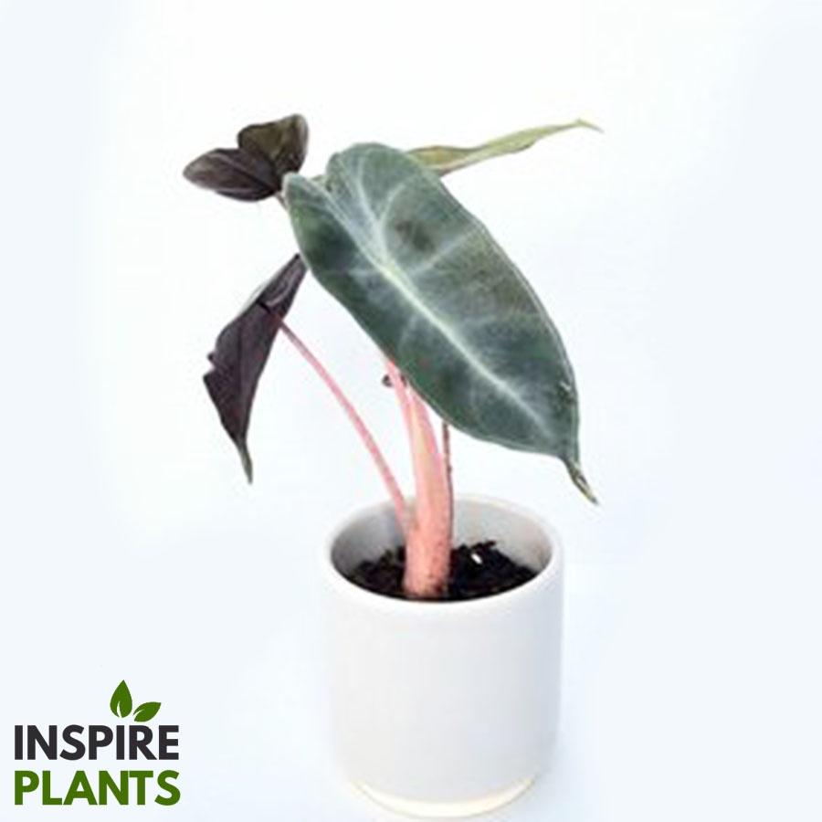 INSPIRE PLANTS (NN) , Alocasia Pink Dragon ส่งพร้อมกระถาง 4 นิ้ว