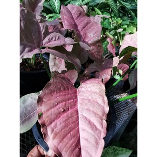 ต้นออมชมพู(pink  syngonium)ไม้ใบสวยไม้หายาก