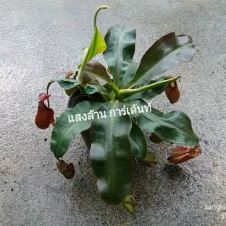 รวมหม้อข้าวหม้อแกงลิง หลายหลายชนิด
