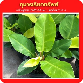 กุมารเรียกทรัพย์​​(Philodendron )​ไม้มงคล ไม้ประดับ