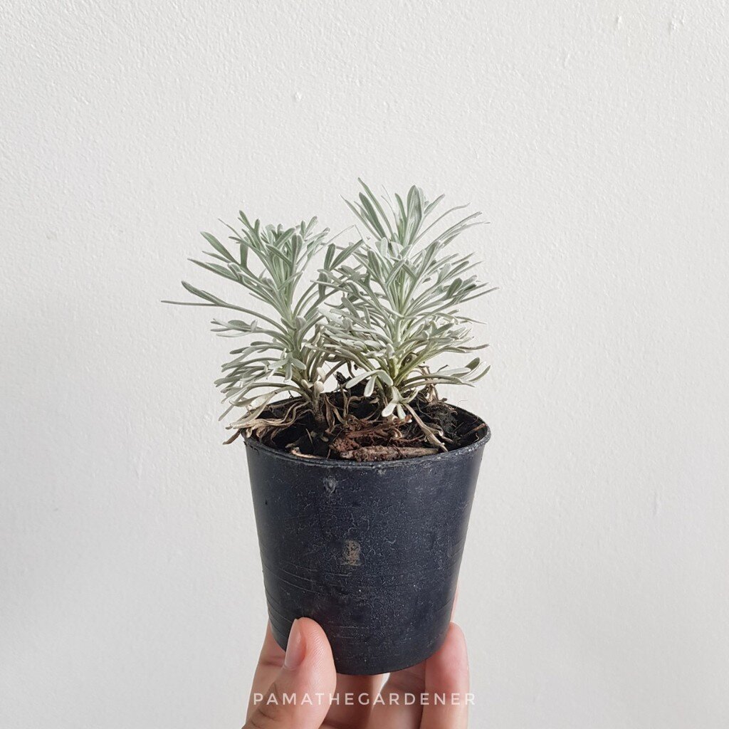 มุมมอง 3