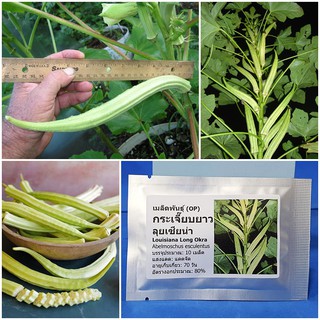 เมล็ดพันธุ์ กระเจี๊ยบยาว ลุยเซียน่า (Louisiana Long Okra Seed) บรรจุ 10 เมล็ด คุณภาพดี ราคาถูก ของแท้ 100%