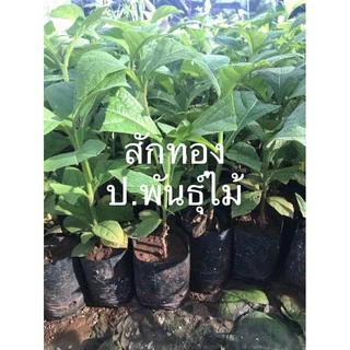 กล้าสักทอง ต้นสัก สูง15-20เซน ‼️หากเสียหายเครมฟรี ไม่มีค่าใช้จ่าย‼️