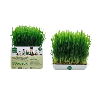 SMART GRASS (Organic) ชุดปลูกข้าวสาลีอ่อน ปลอดสารพิษ 350 กรัม