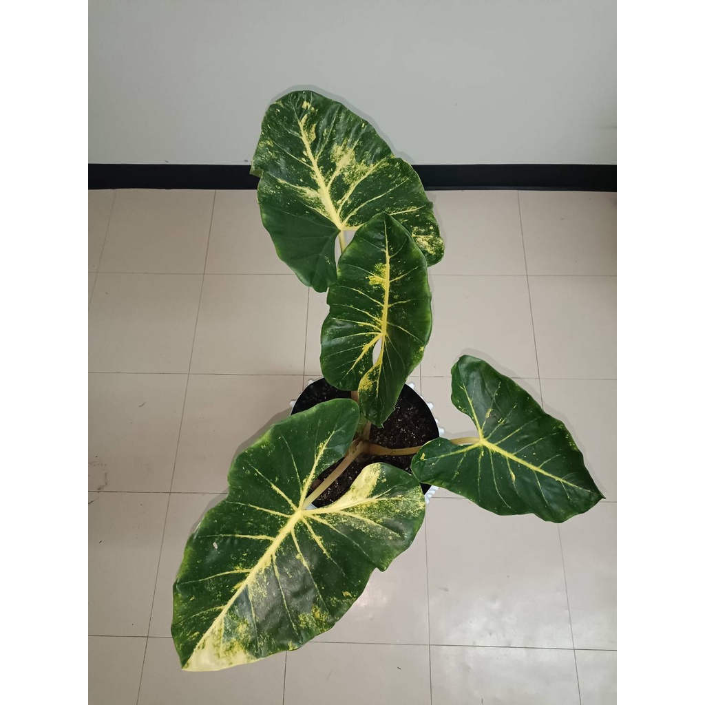 เพชรเจ็ดสี, บอนเพชรเจ็ดสี, Alocasia New Guinea Gold, เริ่มกัดสีแล้ว จัดส่งพร้อมกระถาง (ได้ต้นจริงตามรูป)