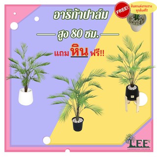 ((ต้นไม้ยอดนิยม!)) ต้นอาริก้าปาล์ม สูง80 ซม. พร้อมกระถาง+หิน…