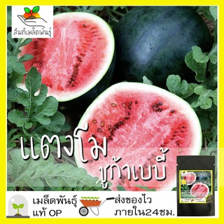 เมล็ดพันธุ์ แตงโม ชูก้าเบบี้ 30 เมล็ด Sugarbaby Watermelon เมล็ดพันธุ์แท้ นำเข้าจากต่างประเทศ ปลูกผัก สวนครัว ถูกดี