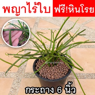 พญาไร้ใบ พร้อมกระถาง 6 นิ้ว *แถมฟรี! หินโรย* ต้นไม้ฟอกอากาศ ต้นไม้มงคล ต้นไม้ประดับ Euphobia​ Tirucalli​ ต้นเขากวาง