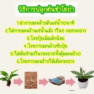 โฮย่าต้นชำ รวมหลากหลายพันธุ์ ราคาสะดวกซื้อ จับจองเป็นเจ้าของได้ง่ายขึ้น🌼🌺🌸
