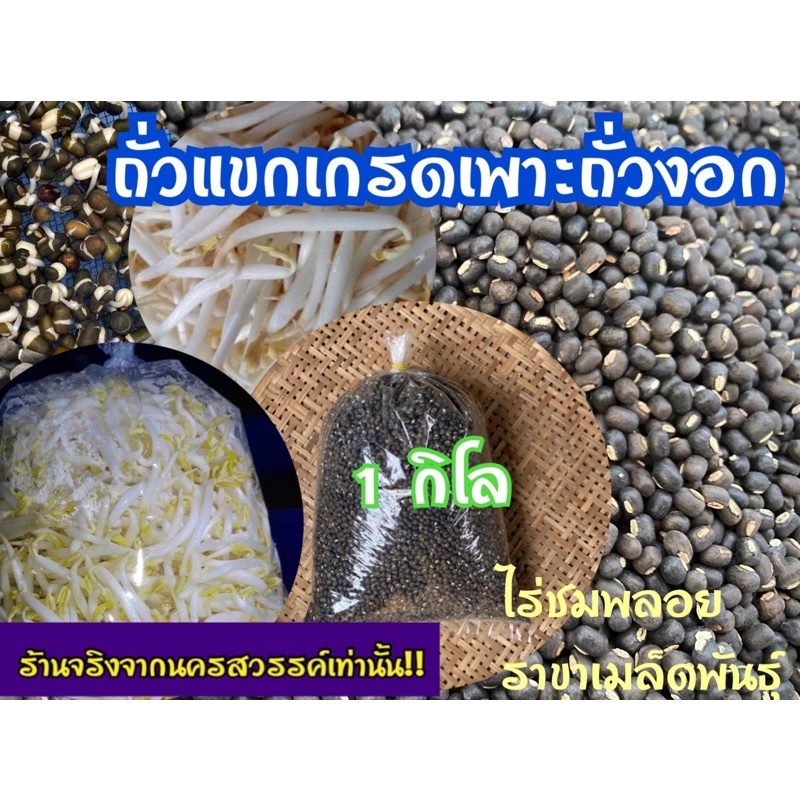 ถั่วแขกสำหรับเพาะงอก ไทย/พม่า 1 กิโลกรัม