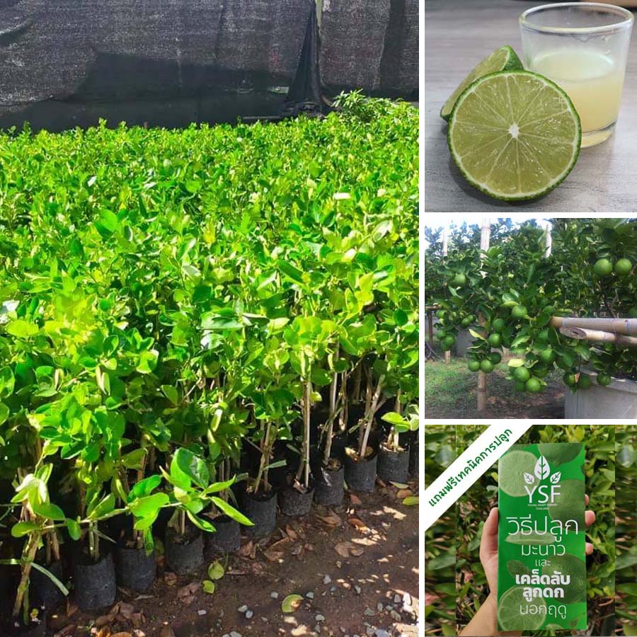 ต้นมะนาวทูลเกล้าไร้เมล็ด 65 – 100 ซม  1 ชุดจำนวน 4 ต้น   ลูกดก ผลใหญ่ น้ำเยอะ