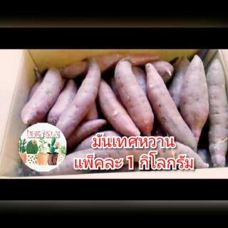 มันเทศหวาน●เกรดA●คัดสวย●แพ็กละ1กก.