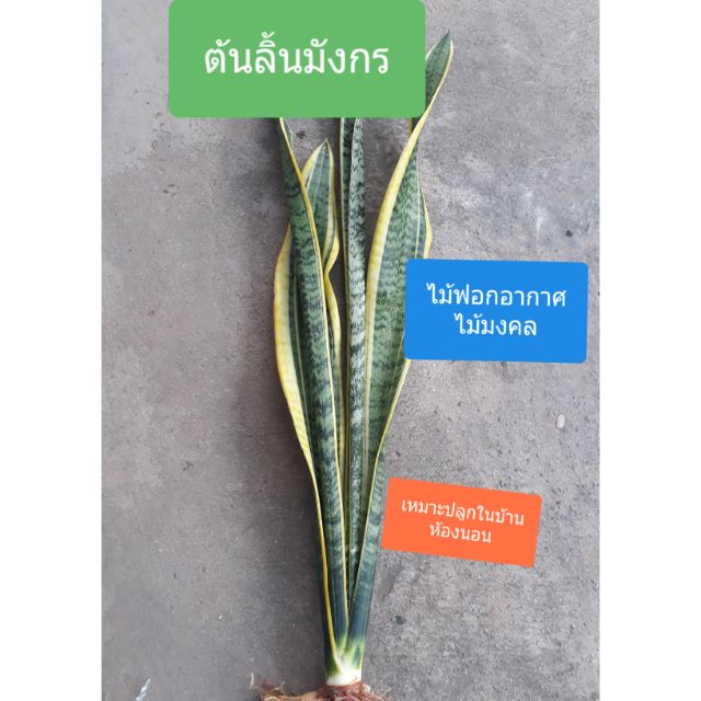 ลิ้นมังกร ไม้ฟอกอากาศ ไม้มงคล ดูดซับสารพิษ รังสีจากคอมพิวเตอร์ คายออกซิเจน เหมาะที่จะปลูกในบ้าน ในห้องนอน