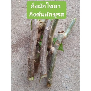 ต้นกิ่งไชยา ต้นผักผงชูรส  มัด 10กิ่ง