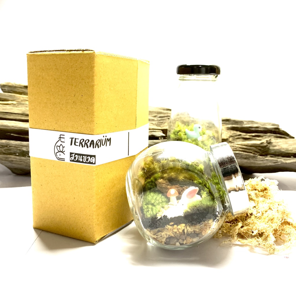 ชุดจัดสวนขวด/Terrarium (DIY) พร้อมอุปกรณ์