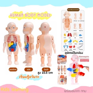 🏅Kids learning🏅Human Body Model โมเดลร่างกายสำหรับเด็ก โมเดลจิ๊กซอร์ถอดประกอบได้ ของเล่นเรียนรู้ร่างกาย