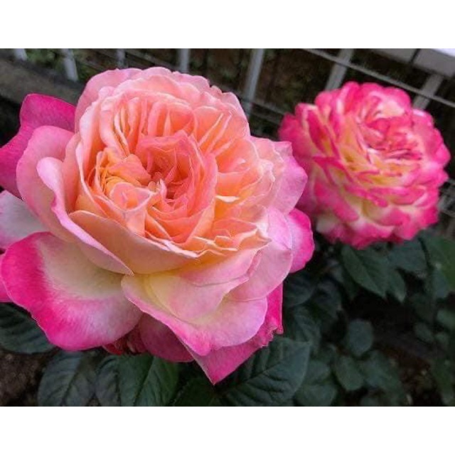 🌹Kordes jubilee ดอกใหญ่สีสดหอมมาก