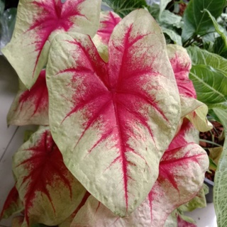 บอนสี เลม่อน บรัส lemon blush caladium ต้นบอนสี