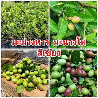 ต้นมะม่วงหาว มะนาวโห่ พันธุ์สีเขียว รสชาติเปรี้ยวน้อยกว่าสีแดง ต้นพันธุ์สูง 30-40 ซม.แข็งแรงพร้อมปลูก รับประกันพันธุ์แท้