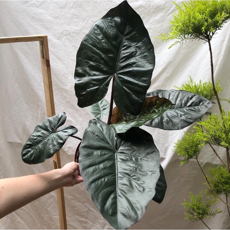 ต้นยูคาตัน Alocasia Yucatan Princess