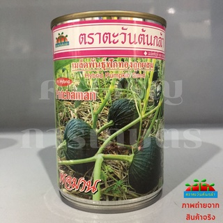 เมล็ดพันธุ์ฟักทอง พจมาน 50g ตะวันต้นกล้า