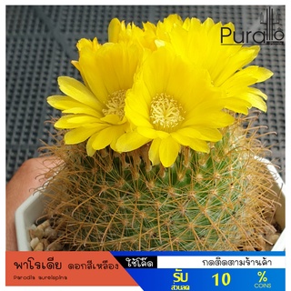 ต้นกระบองเพชร พาโรเดีย ดอกสีเหลือง Parodia aureispina #cactus #แคสตัส