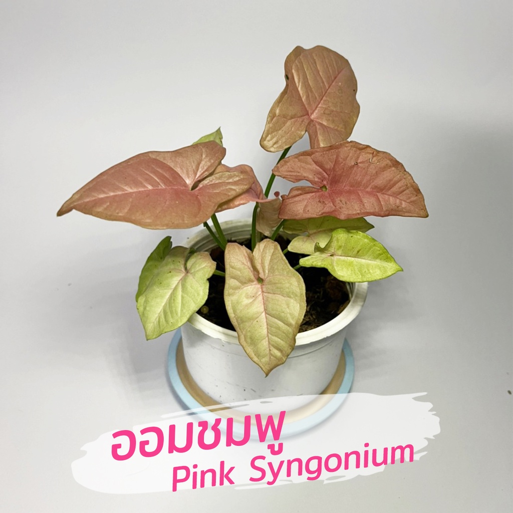 ออมชมพู Pink Syngonium