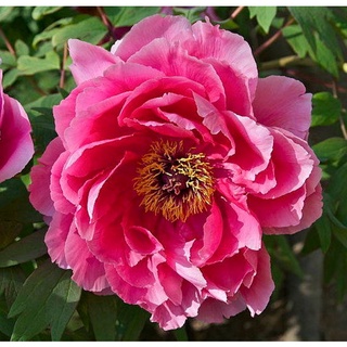 20 เมล็ด เมล็ดโบตั๋น ดอกโบตั๋น ดอกพีโอนี (Peony) สีชมพู Pink Peony