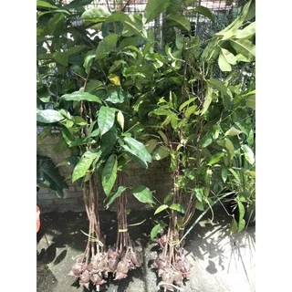 ต้นผักเหลียง1ต้นยาว70-100cm.