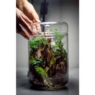 Paludarium(Terrarium)สวนขวดแก้วพร้อมระบบน้ำไหล